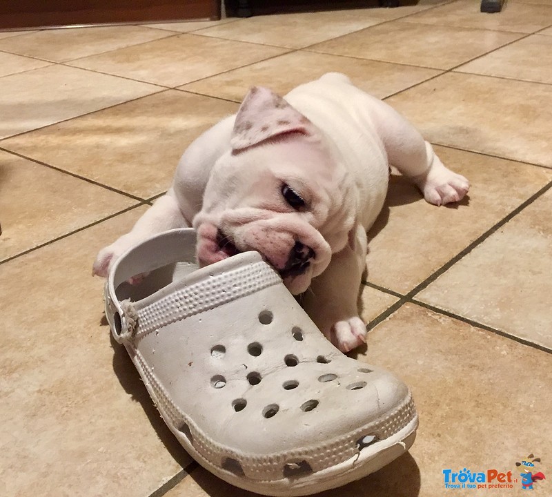 Cucciola Bulldog Inglese di Altissima Genealogia - Foto n. 2