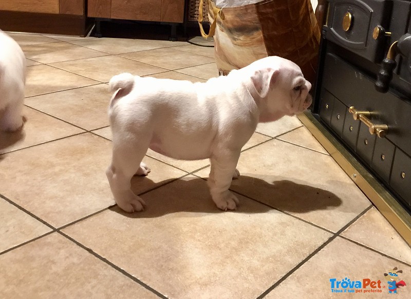 Cucciola Bulldog Inglese di Altissima Genealogia - Foto n. 3