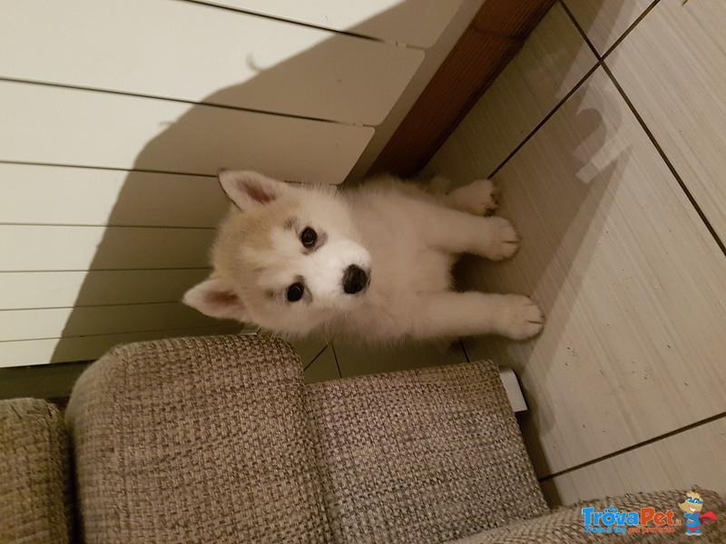 Cuccioli di Husky con Pedigree - Foto n. 1