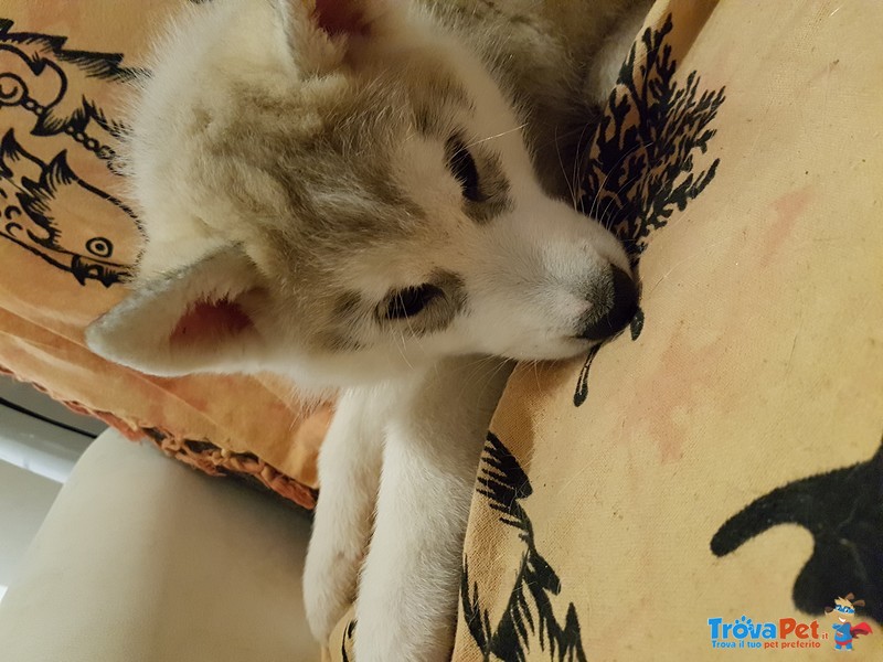 Cuccioli di Husky con Pedigree - Foto n. 4