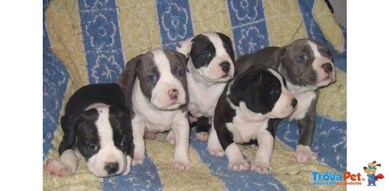 Cuccioli di American Staffordshire Terrier - Foto n. 1