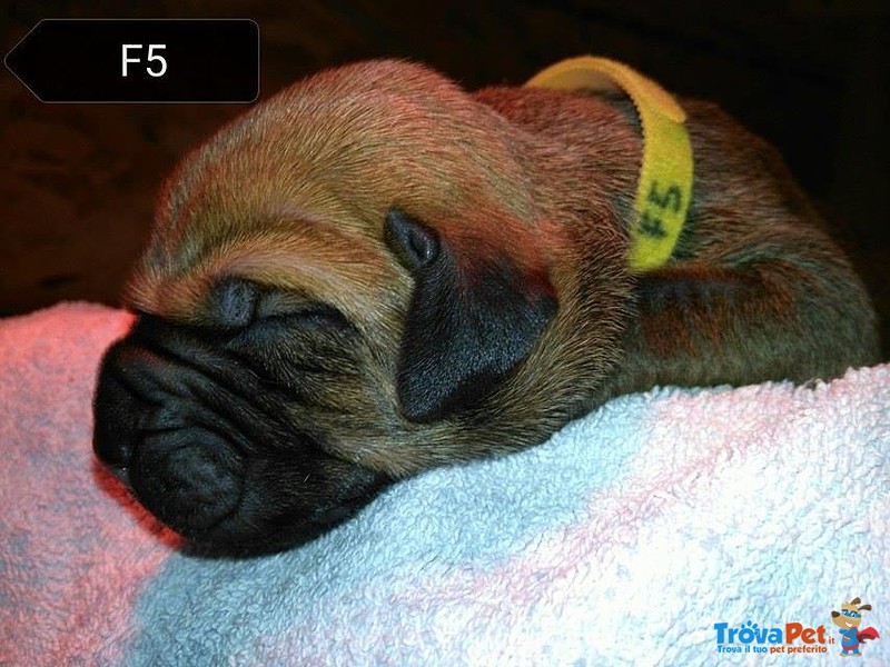 Cuccioli di fila Brasileiro - Foto n. 1