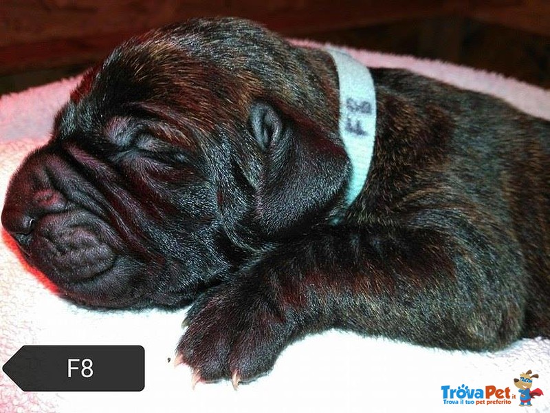 Cuccioli di fila Brasileiro - Foto n. 2