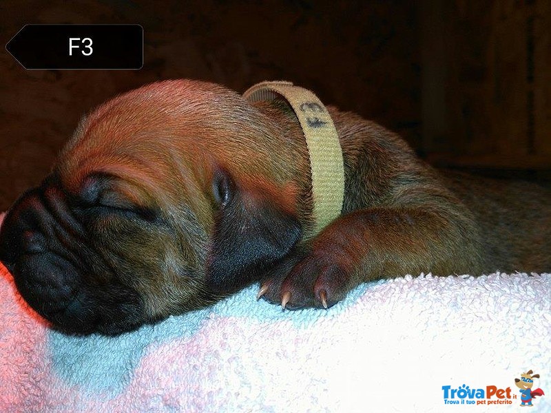 Cuccioli di fila Brasileiro - Foto n. 3