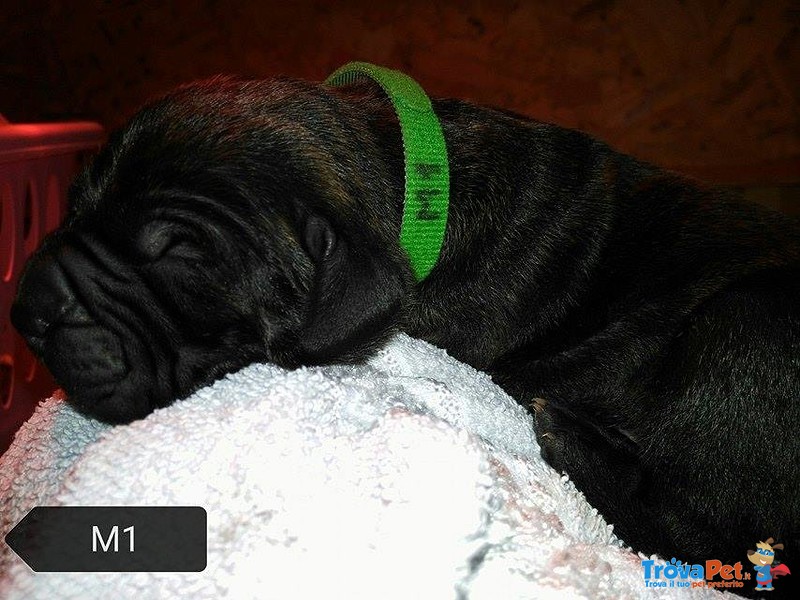 Cuccioli di fila Brasileiro - Foto n. 5