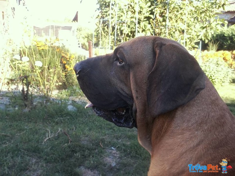 Cuccioli di fila Brasileiro - Foto n. 7