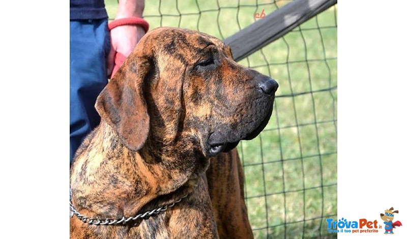 Cuccioli di fila Brasileiro - Foto n. 8