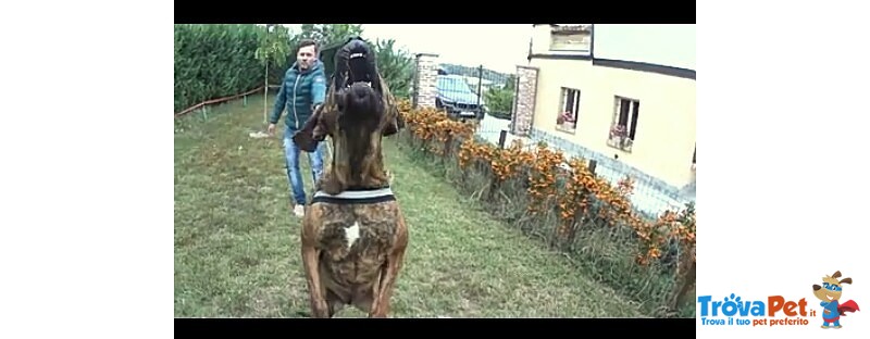 Cuccioli di fila Brasileiro - Foto n. 9