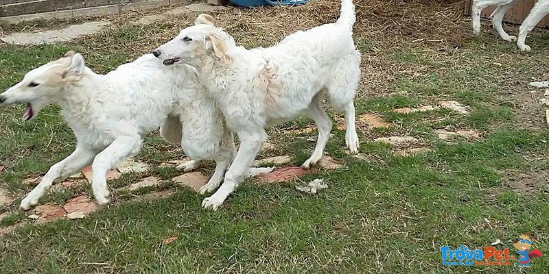 Cuccioli Levriero Russo Borzoi - Foto n. 1