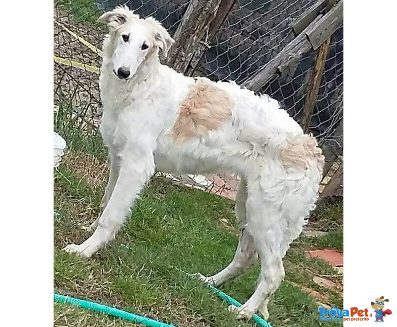 Cuccioli Levriero Russo Borzoi - Foto n. 2