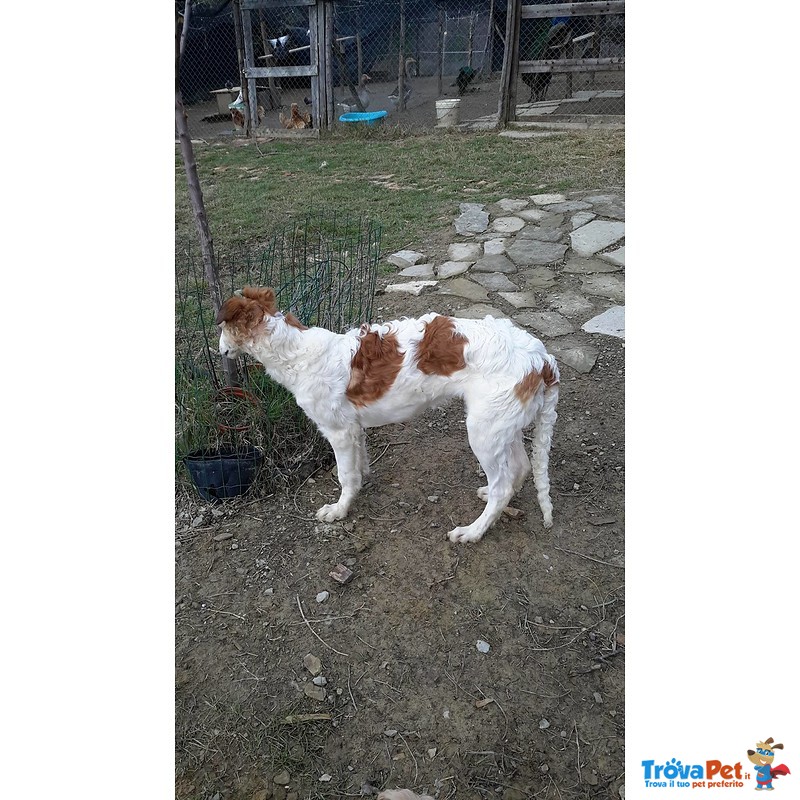 Cuccioli Levriero Russo Borzoi - Foto n. 3