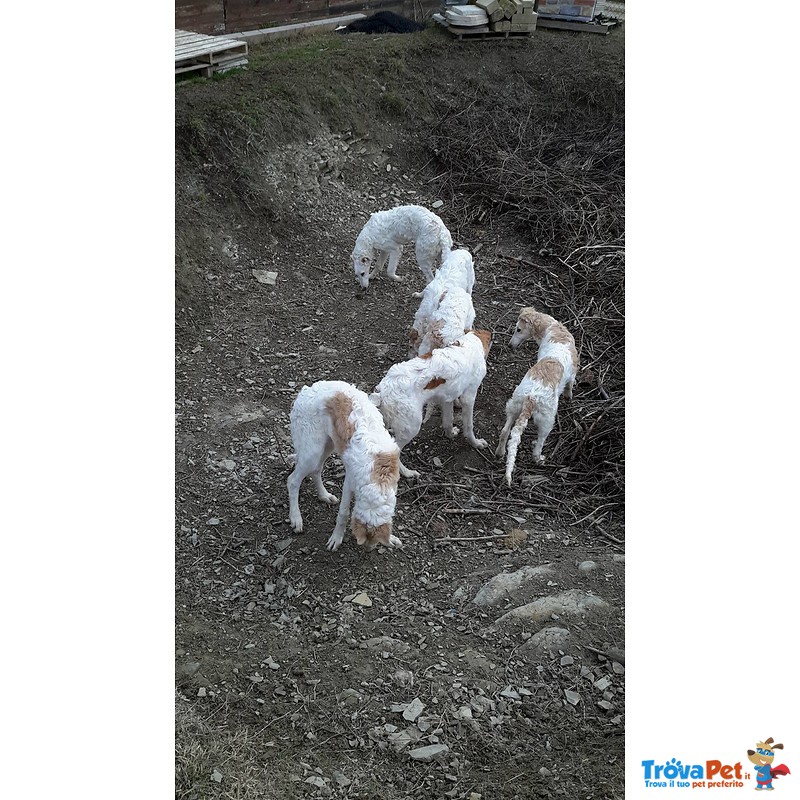 Cuccioli Levriero Russo Borzoi - Foto n. 4