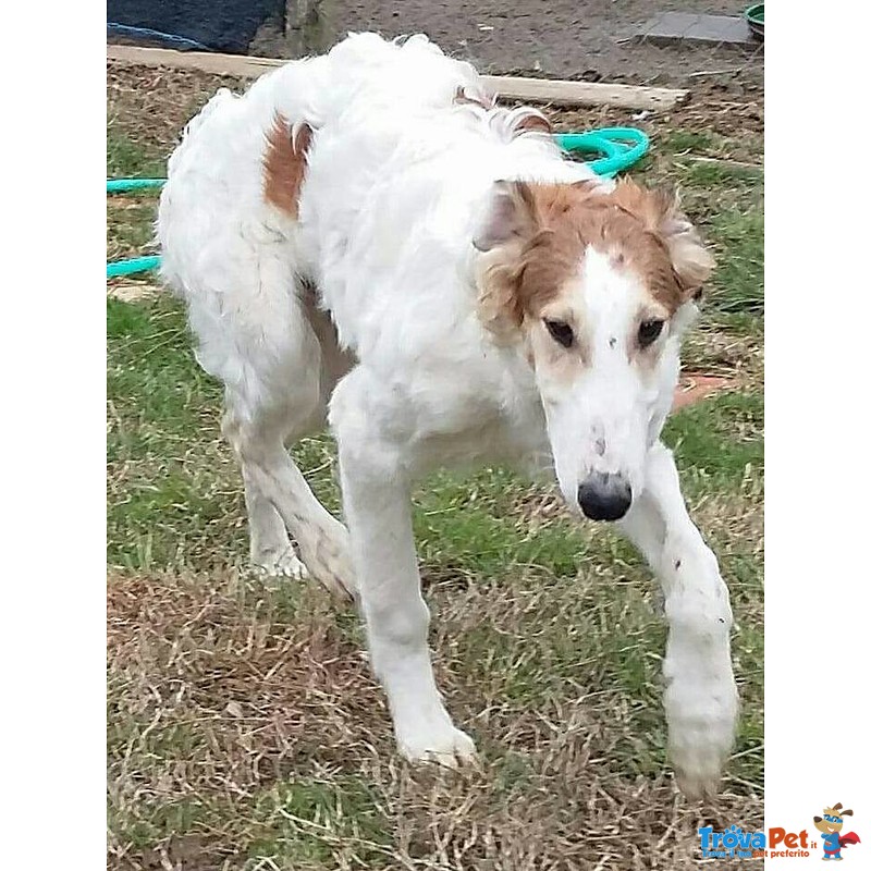 Cuccioli Levriero Russo Borzoi - Foto n. 5