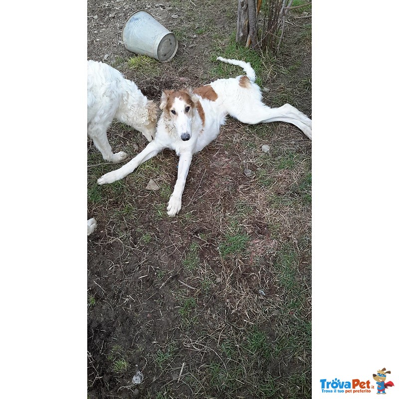 Cuccioli Levriero Russo Borzoi - Foto n. 6