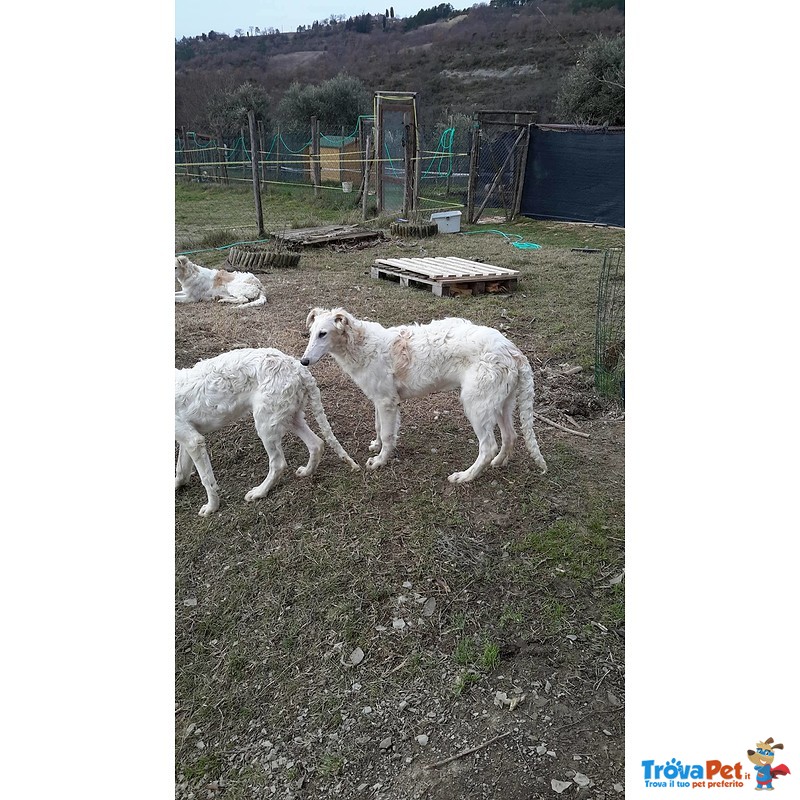 Cuccioli Levriero Russo Borzoi - Foto n. 7