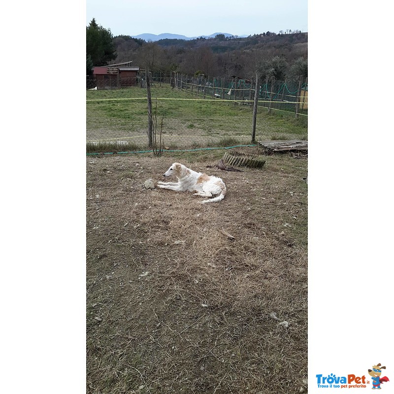 Cuccioli Levriero Russo Borzoi - Foto n. 8