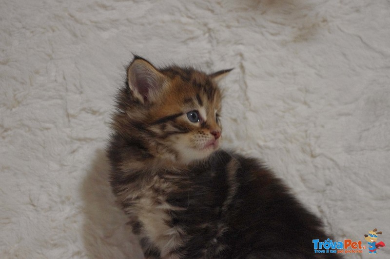 Cuccioli di Maine Coon - Foto n. 1