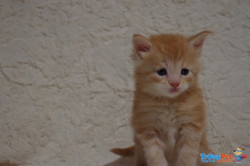 Cuccioli di Maine Coon - Foto n. 5