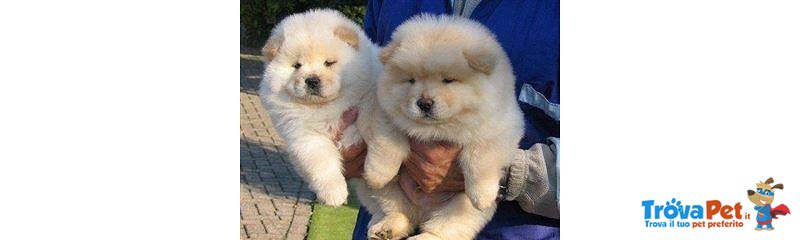 Chow chow Cuccioli Offro in Adozione - Foto n. 1