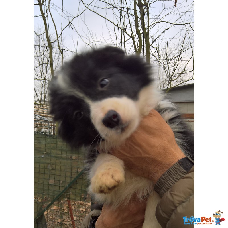 Cuccioli Border Collie Disponibili Subito - Foto n. 1