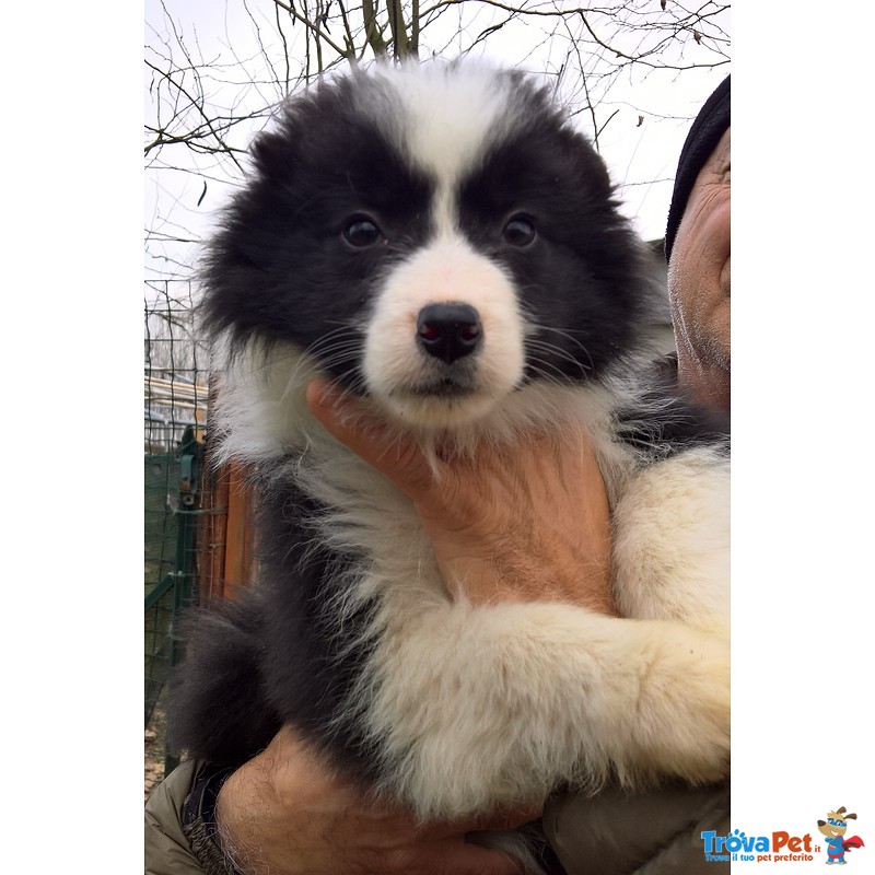 Cuccioli Border Collie Disponibili Subito - Foto n. 2