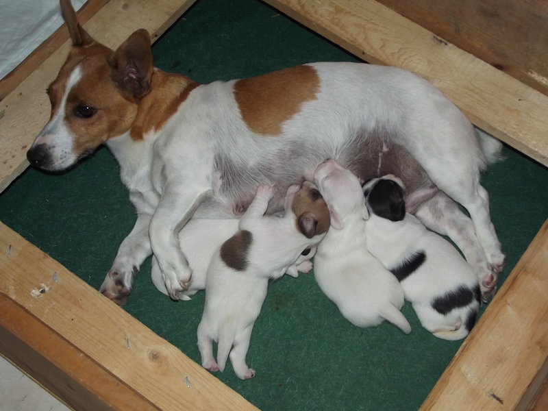 Bellissimi Cuccioli di jack Russel - Foto n. 1