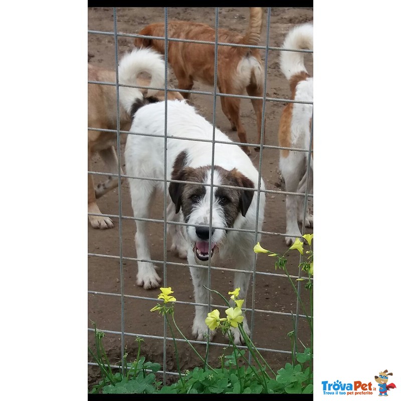 Pegaso Cagnolone Buono - Foto n. 1