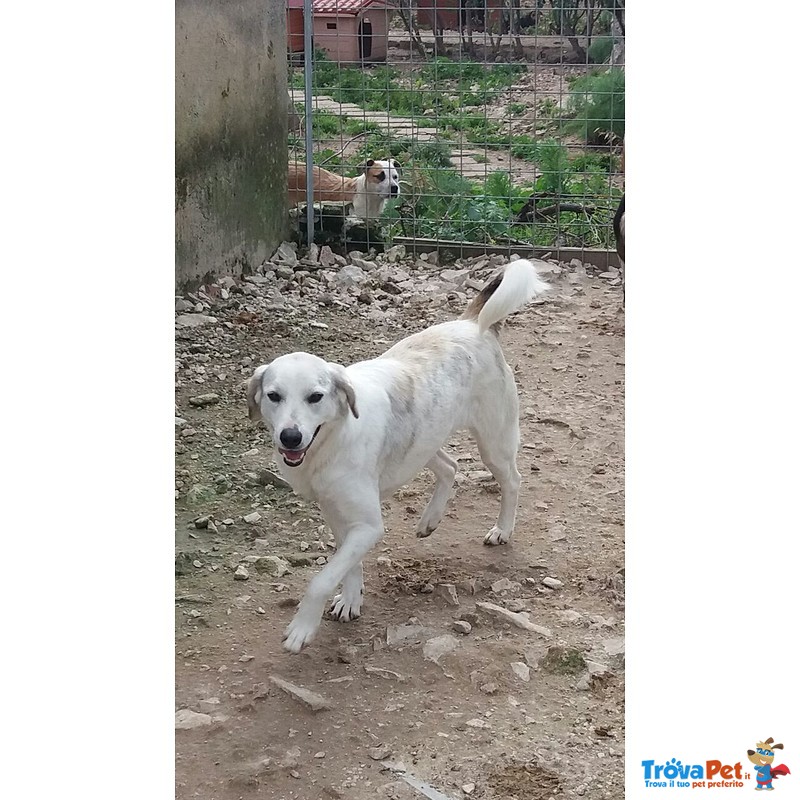 Felipa Cerca la sua Libertà - Foto n. 2