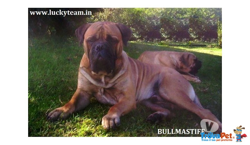 Bullmastiff Cuccioli Disponibili - Foto n. 1