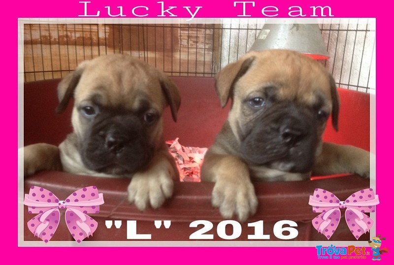 Bullmastiff Cuccioli Disponibili - Foto n. 3