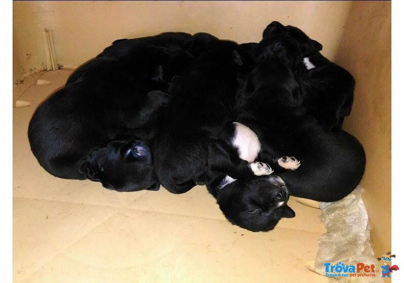 Cuccioli Amstaff Labrador - Foto n. 2