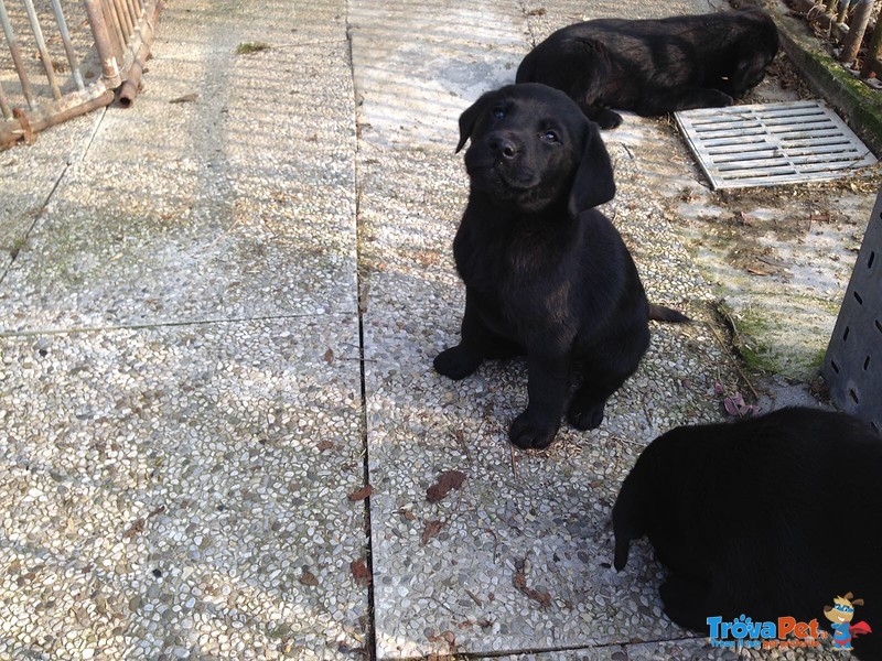 Cuccioli Labrador Retriever con Pedigree - Foto n. 2