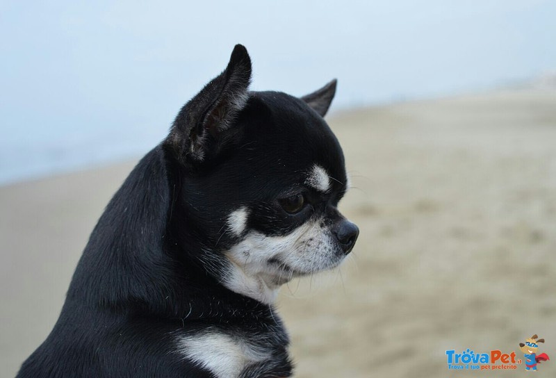 Chihuahua per Minta - Foto n. 1