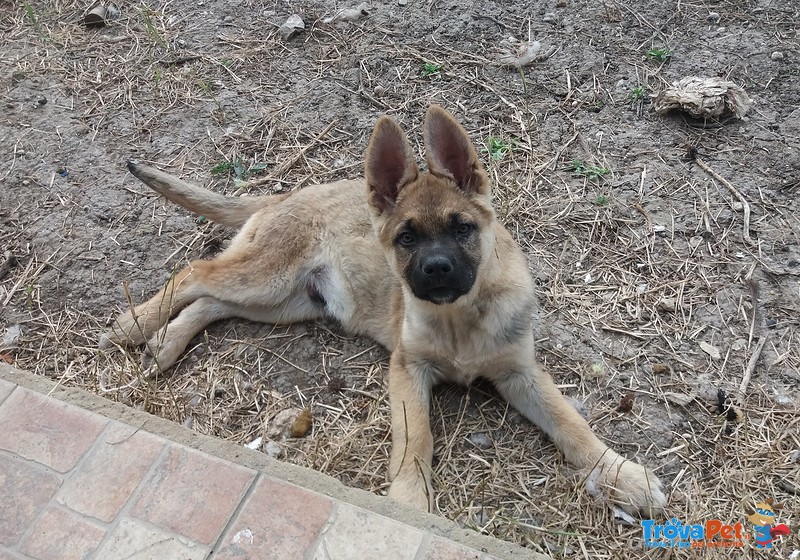 Jago un Amore in Cerca di Casa - Foto n. 1