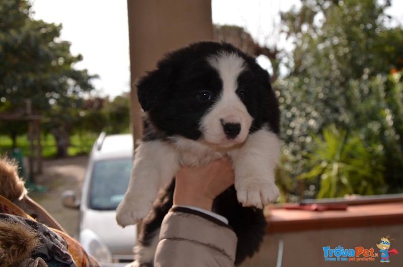 Cuccioli Border Collie - Foto n. 1