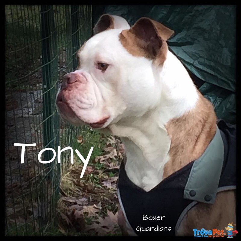 Tony, Giovane American Bulldog che Cerca una Famiglia e una vita Tranquilla - Foto n. 1