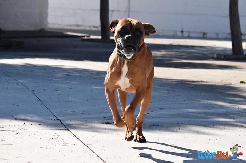 Ame, Dolcissimo Boxer in Attesa di una Famiglia - Foto n. 2