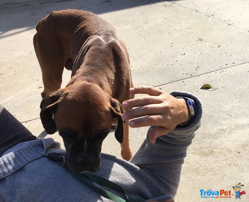 Ame, Dolcissimo Boxer in Attesa di una Famiglia - Foto n. 3