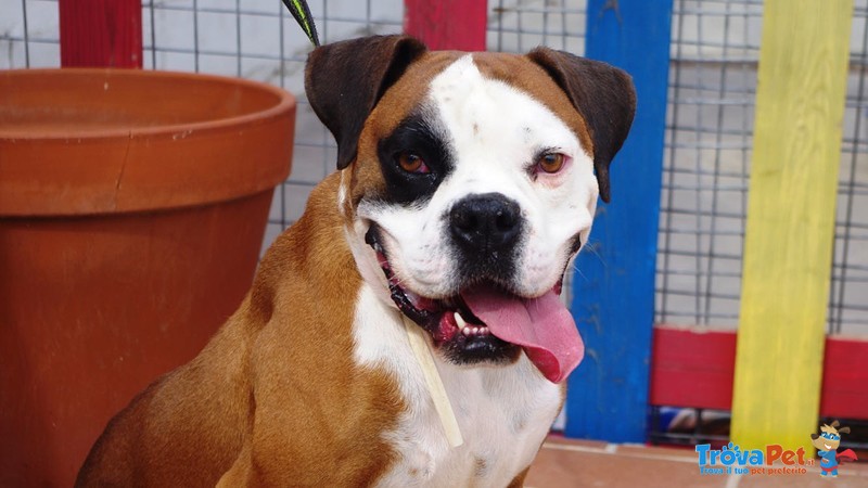 Limon, Giovane Boxer Desideroso di una Famiglia e di Amore - Foto n. 1