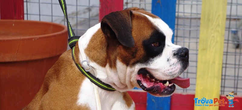 Limon, Giovane Boxer Desideroso di una Famiglia e di Amore - Foto n. 3