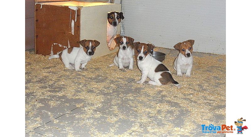 Allevamento Italiano Cuccioli jack Russell Terrier - Foto n. 1