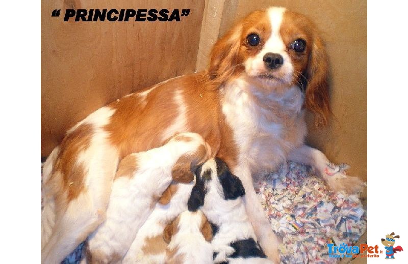 Allevamento Italiano Cuccioli Cavalier king Femmina con Pedigree - Foto n. 1