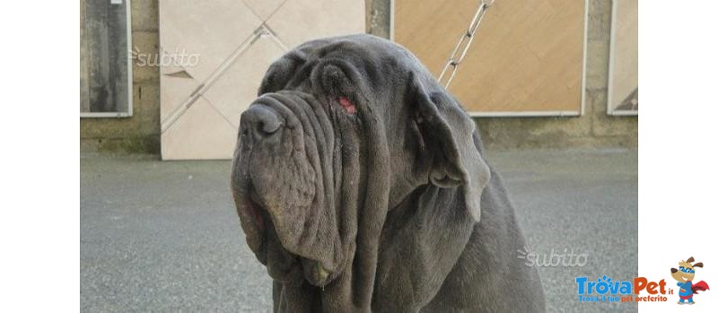 Cuccioli di Mastino Napoletano - Foto n. 2