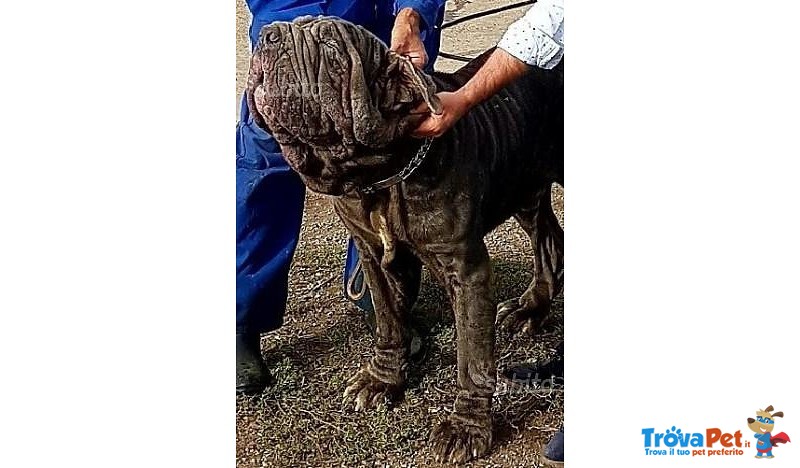 Cuccioli di Mastino Napoletano - Foto n. 4