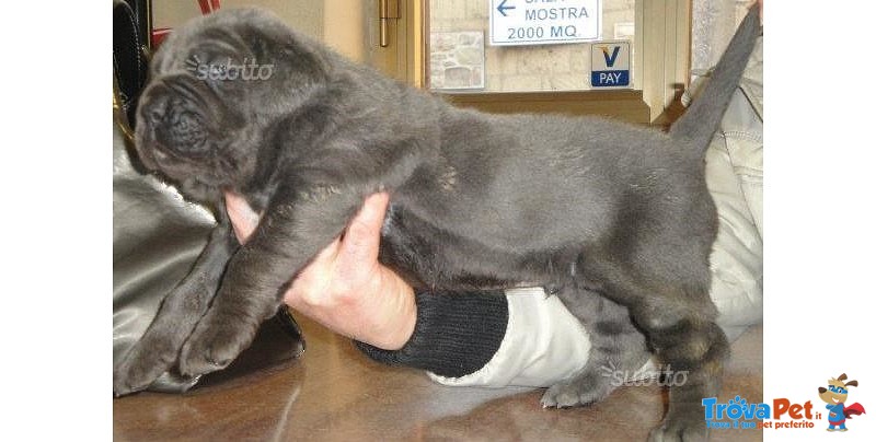 Cuccioli di Mastino Napoletano - Foto n. 5