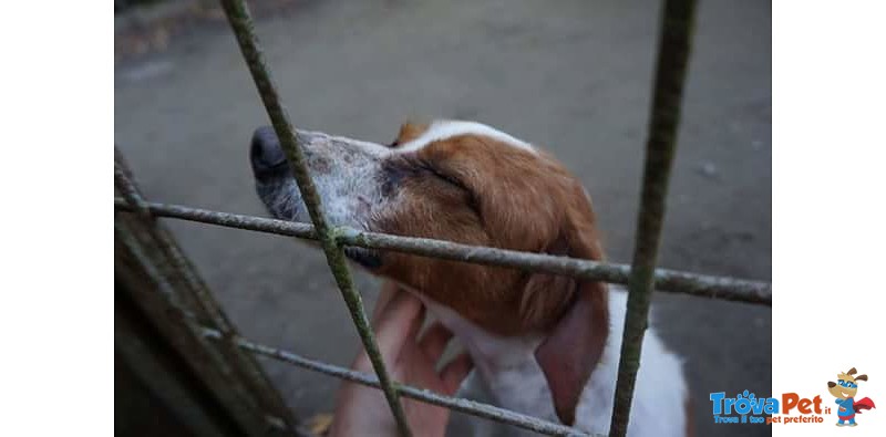 La Bretoncina nina ha Urgente Bisogno di Un'adozione del Cuore!! - Foto n. 4