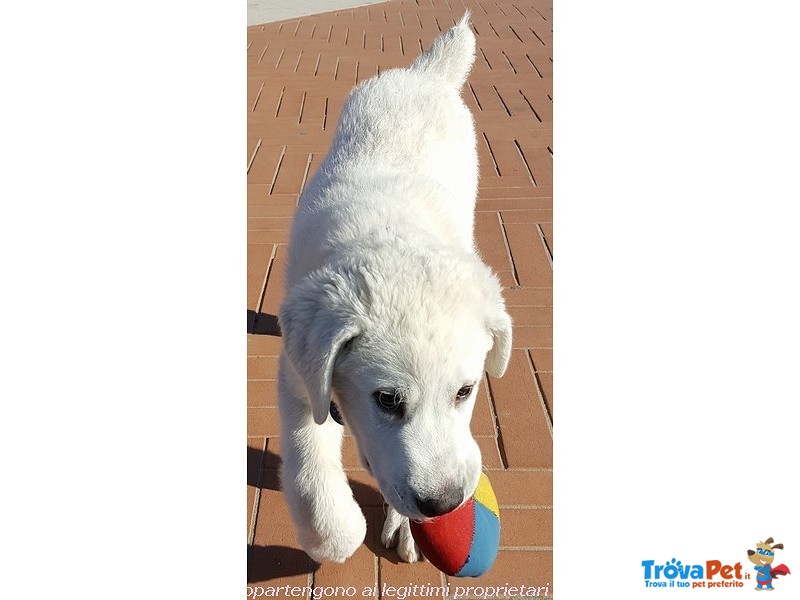 Regalo Cucciolo di 4 mesi Meticcio Maremmano - Foto n. 3