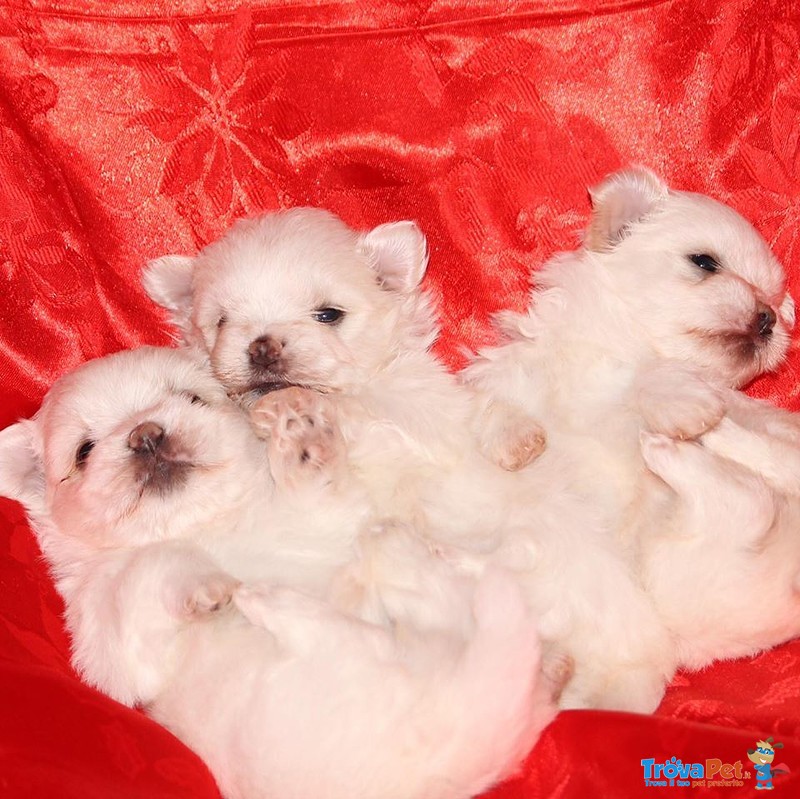 Cuccioli di Maltese con Pedigree - Foto n. 1