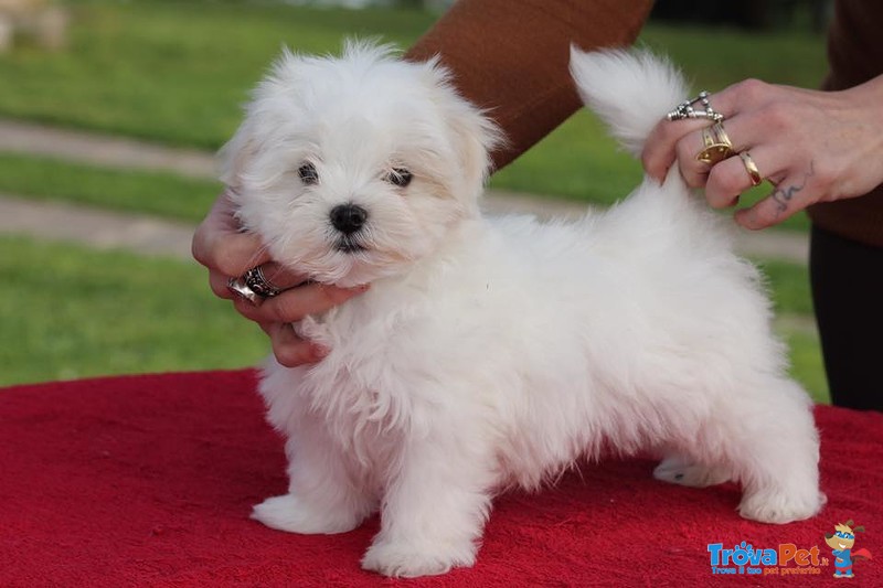 Cuccioli di Maltese con Pedigree - Foto n. 2