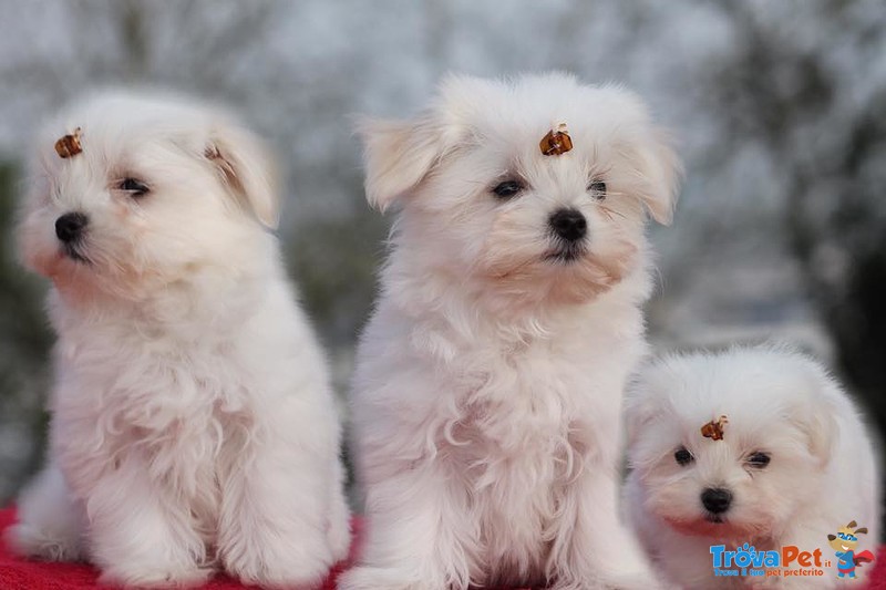 Cuccioli di Maltese con Pedigree - Foto n. 3
